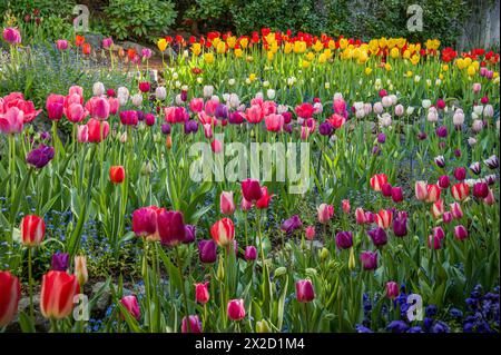 Un lit de jardin coloré rempli de tulipes roses, violettes, rouges et jaunes au printemps. Banque D'Images
