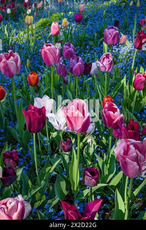 Photo verticale de tulipes violettes et roses dans un lit de jardin. Banque D'Images