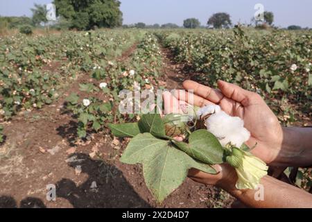 Femelle tenant des bolls de coton, fleur de coton avec des feuilles et des fruits en main avec fond de plantation de coton Banque D'Images