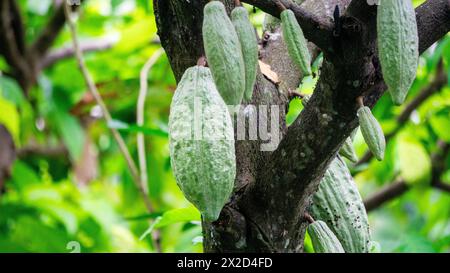 Theobroma cacao (cacaoyer, cacaoyer, coklat). Ses graines, les fèves de cacao, sont utilisées pour faire de la liqueur de chocolat, des solides de cacao, du beurre de cacao et du chocolat Banque D'Images