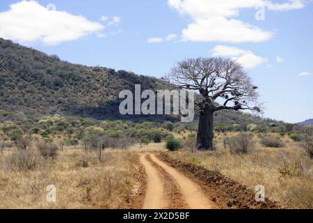 Baobab près d'une piste à travers la savane dans le nord-est de la Tanzanie Banque D'Images