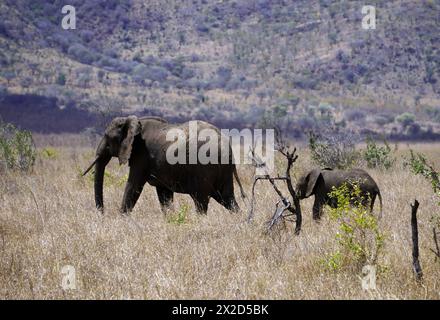 Adulte et bébé éléphant marchant à travers la savane avec une pente de montagne en arrière-plan Banque D'Images