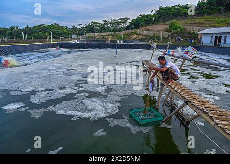 Un travailleur fournit de la nourriture à une ferme de crevettes à Cianjur, Java occidental, Indonésie, le 25 décembre 2023 Banque D'Images