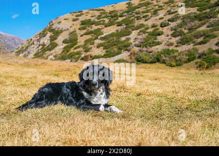 Portrait de beau chien noir et blanc allongé sur l'herbe et regardant la caméra dans les montagnes. Chien Stabyhoun sur la colline. Concept de voyage de chien Banque D'Images