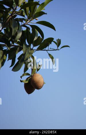 Sapodilla fruit toujours accroché sur l'arbre sur un fond de ciel bleu Banque D'Images