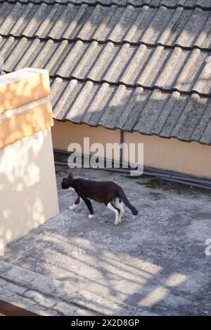 Un chat noir errant qui marchait de façon désinvolte sur le toit d'une maison Banque D'Images