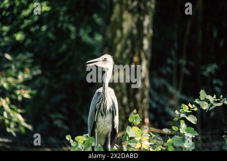 Un héron se dresse au milieu de la verdure, son plumage gris se mêlant à l'environnement sauvage Banque D'Images