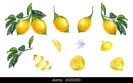 Citrons sur une branche et tranches grand ensemble d'aquarelle. Clipart dessiné à la main de fruits jaunes d'agrumes dessiné de façon réaliste. Eléments pour la conception d'emballages. Banque D'Images