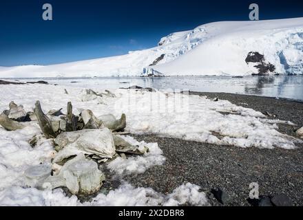 Port de Mikkelsen depuis L’île D’Hainault, île Trinity, archipel Palmer, Antarctique Banque D'Images