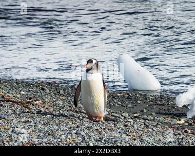 Manchot Gentoo (Pygoscelis papua) sur la plage de galets, île D’Hainaut, port de Mikkelsen, île Trinity, archipel Palmer, Antarctique Banque D'Images