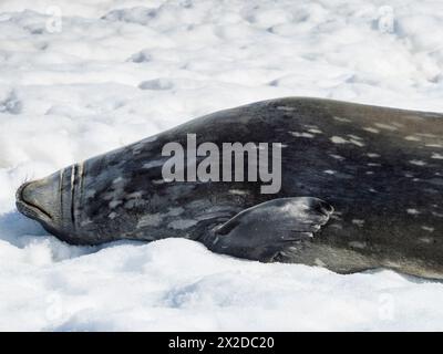 Gros plan du phoque de Weddell endormi (Leptonychotes weddellii) sur la glace -île D’Hainaut, port de Mikkelsen, île Trinity, archipel Palmer, Antarctique Banque D'Images