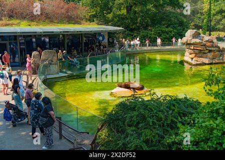 Un phoque au zoo de Berlin en Allemagne Banque D'Images