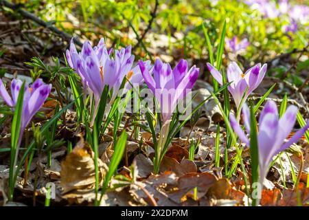 Gros plan avec un crocus géant printanier Crocus heuffelianus ou Crocus vernus. fleur violette fleurissant dans la forêt. Banque D'Images