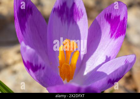 Gros plan avec un crocus géant printanier Crocus heuffelianus ou Crocus vernus. fleur violette fleurissant dans la forêt. Banque D'Images