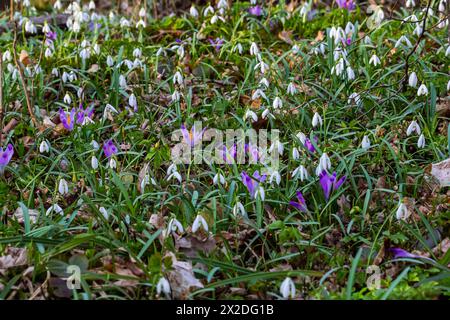 Fleurs blanches en forme de goutte de neige. Galanthus fleurit illuminé par le soleil dans le fond vert flou, au début du printemps. Galanthus nivalis bulbeux, pérenne Banque D'Images