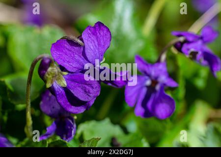 Alto odorata. Parfum-parfumé. Fleur violette forêt floraison au printemps. La première fleur de printemps, violette. Violettes sauvages dans la nature. Banque D'Images