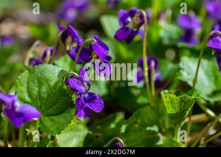 Alto odorata. Parfum-parfumé. Fleur violette forêt floraison au printemps. La première fleur de printemps, violette. Violettes sauvages dans la nature. Banque D'Images