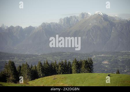 Quelques vaches dans un large pâturage dans la région de Cansiglio en Italie, Dolomites comme arrière-plan Banque D'Images