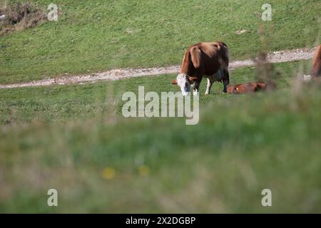 Quelques vaches dans un large pâturage dans la région de Cansiglio en Italie Banque D'Images