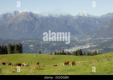Quelques vaches dans un large pâturage dans la région de Cansiglio en Italie, Dolomites comme arrière-plan Banque D'Images