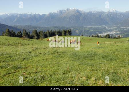 Quelques vaches dans un large pâturage dans la région de Cansiglio en Italie, Dolomites comme arrière-plan Banque D'Images