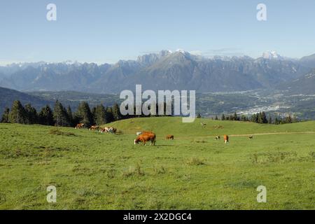 Quelques vaches dans un large pâturage dans la région de Cansiglio en Italie, Dolomites comme arrière-plan Banque D'Images