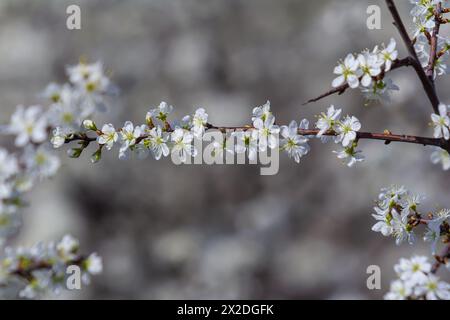 Prunus spinosa, appelé le noir ou le sloe, est une espèce de plante à fleurs de la famille des Rosacées. Prunus spinosa, appelé arbre de l'épine noire ou de l'aloe Banque D'Images