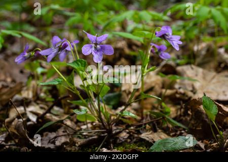 Alto odorata. Parfum-parfumé. Fleur violette forêt floraison au printemps. La première fleur de printemps, violette. Violettes sauvages dans la nature. Banque D'Images