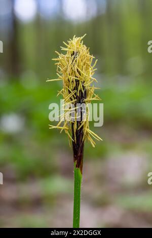 Perce la fleur de la chevelure dans la nature au printemps.Carex pilosa. Famille des Cyperaceae. Banque D'Images