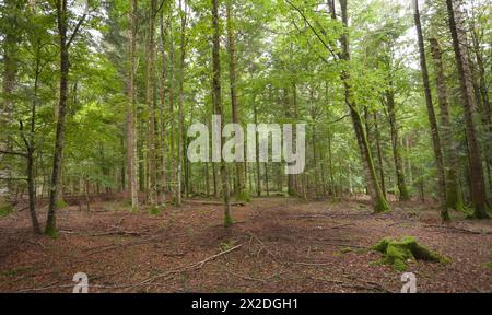 A l'intérieur d'une forêt de bouleaux typique des Alpes italiennes Banque D'Images