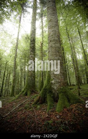 A l'intérieur d'une forêt de bouleaux typique des Alpes italiennes Banque D'Images