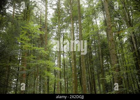 A l'intérieur d'une forêt de bouleaux typique des Alpes italiennes Banque D'Images