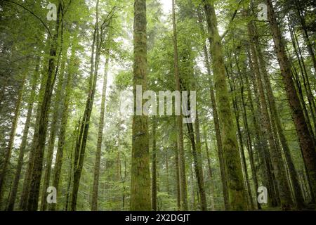 A l'intérieur d'une forêt de bouleaux typique des Alpes italiennes Banque D'Images