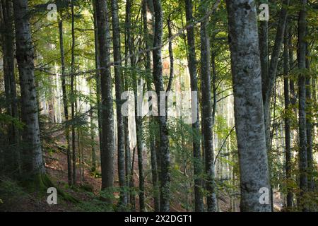 A l'intérieur d'une forêt de bouleaux typique des Alpes italiennes Banque D'Images