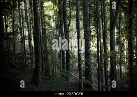 A l'intérieur d'une forêt de bouleaux typique des Alpes italiennes Banque D'Images