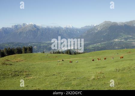 Quelques vaches dans un large pâturage dans la région de Cansiglio en Italie, Dolomites comme arrière-plan Banque D'Images