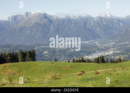 Quelques vaches dans un large pâturage dans la région de Cansiglio en Italie, Dolomites comme arrière-plan Banque D'Images