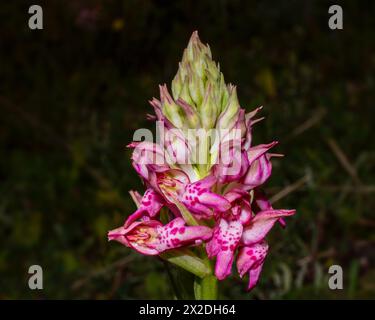 Tête de fleur de l'orchidée parfumée d'insecte (Anacamptis fragans), dans l'habitat naturel de Chypre Banque D'Images