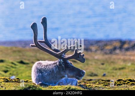 Taureau de renne du Svalbard reposant sur un rivage Banque D'Images