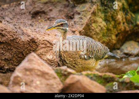 Un Sunbittern marchant sur le sol dans un zoo à Vienne (Autriche) Banque D'Images