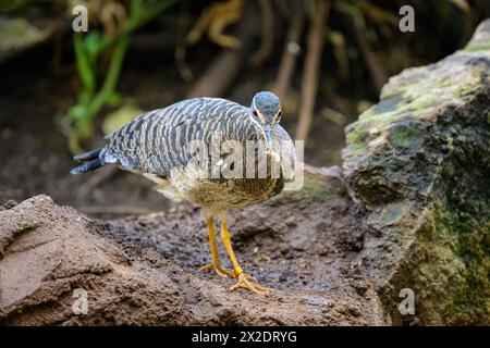 Un Sunbittern marchant sur le sol dans un zoo à Vienne Autriche Autriche Banque D'Images