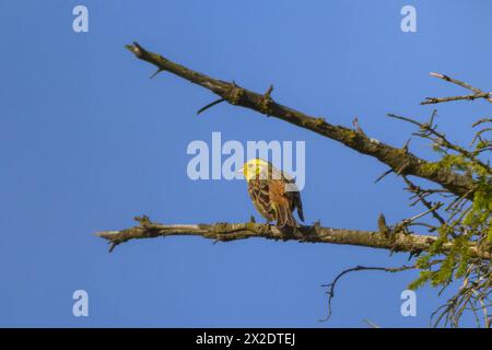 Un beau Yellowhammer assis sur une branche, matin ensoleillé au printemps, Autriche Eggelsberg Autriche Banque D'Images