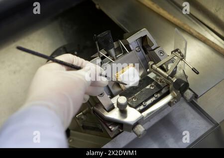 Personnel travaillant avec le cryotome, équipement spécial pour couper les tissus. Laboratoire, Fundación Inbiomed, Groupe Genetrix. Centre de recherche en STEM ec Banque D'Images