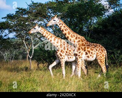 Deux girafes femelles (Giraffa camelopardalis rothschildi) dans le parc national de Mburo en Ouganda. Arbres d'acacia en arrière-plan Banque D'Images