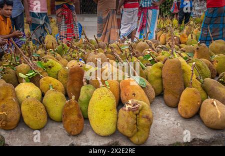 Beaucoup de jackfruit vert entier dans la rue. Banque D'Images