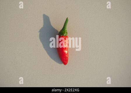 Poivron rouge à Khulna, Bangladesh. Banque D'Images