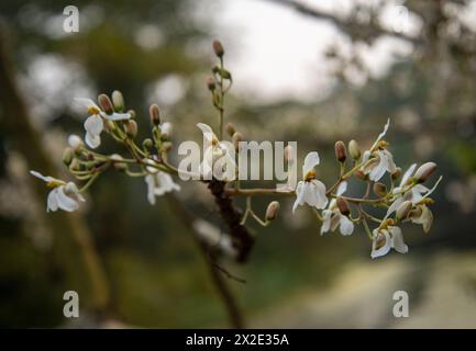 Moringa Oleifera Blossoms. Banque D'Images