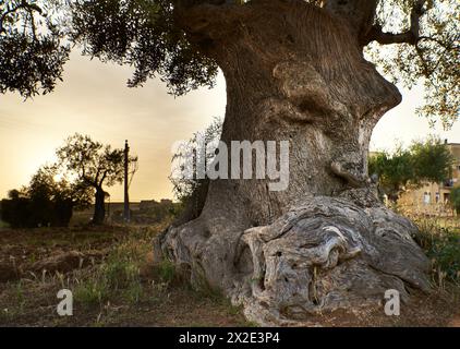 Visage sage en bois absorbé dans la pensée épargnée par Xylella fastidiosa phytopathogène. L'ancien olivier avec une expression attentive transmet la sagesse Banque D'Images