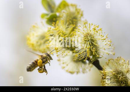 Eine Honigbiene sammelt Bluetenpollen an einer Weide im Naturschutzgebiet Hohe Ward dans Muenster, 08.04.2024. Muenster Deutschland *** A Honeybee colle Banque D'Images