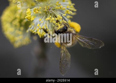 Eine Honigbiene sammelt Bluetenpollen an einer Weide im Naturschutzgebiet Hohe Ward dans Muenster, 08.04.2024. Muenster Deutschland *** A Honeybee colle Banque D'Images
